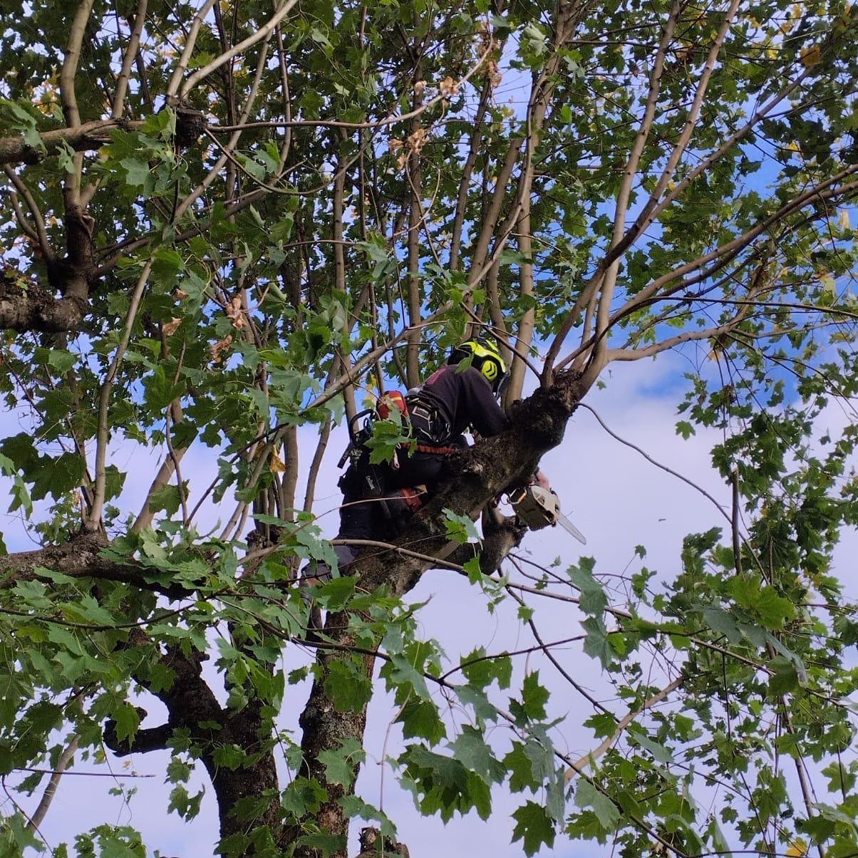 Élagage et abattage d'arbres en Eure-et-Loir par Les Jardins de Lutz Crespin