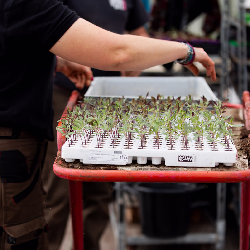Rempotage des jeunes plants à la pépinière Les Jardins de Lutz Crespin