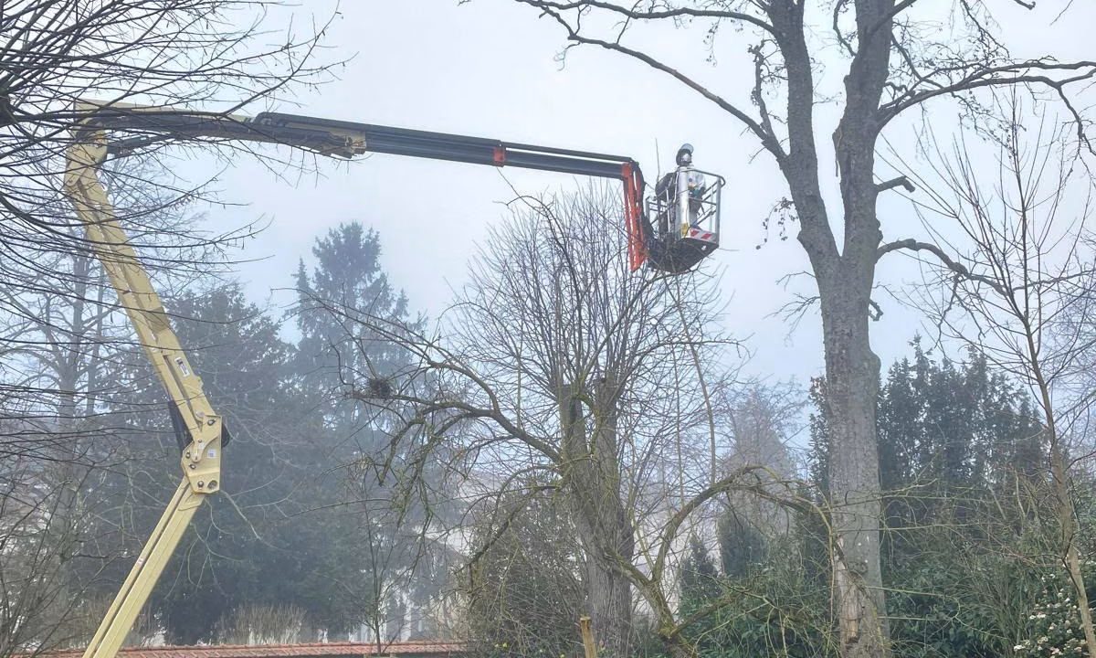 Nacelle auprès de grands arbres