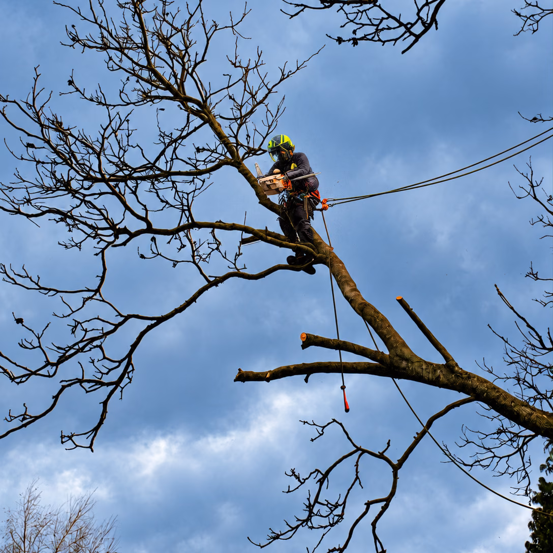 Élagueur équipé de cordes dans un arbre