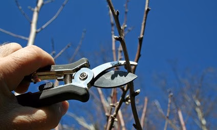 Taille d’une branche au sécateur