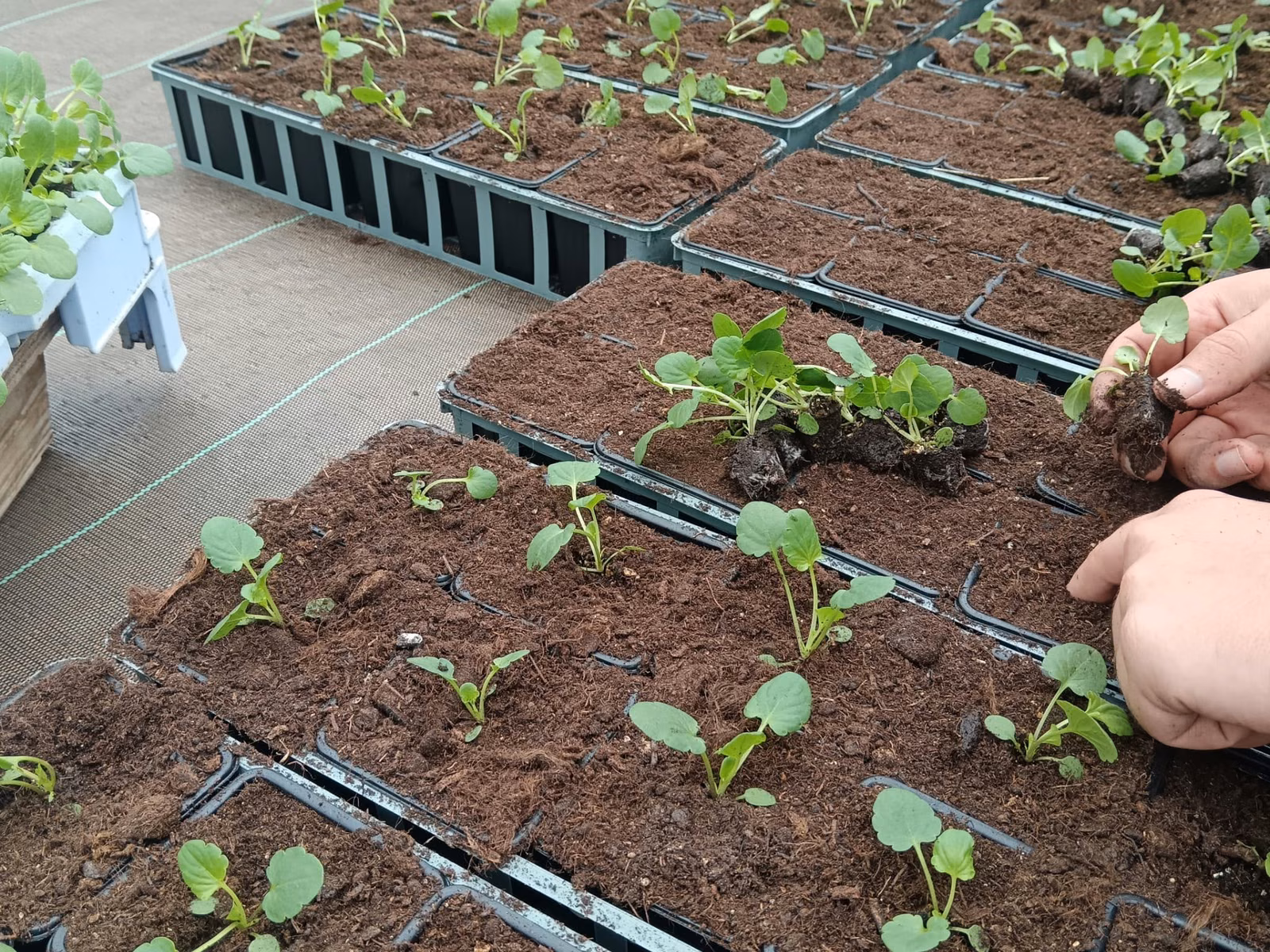 Jeunes plants en cours de repiquage sur une table de culture