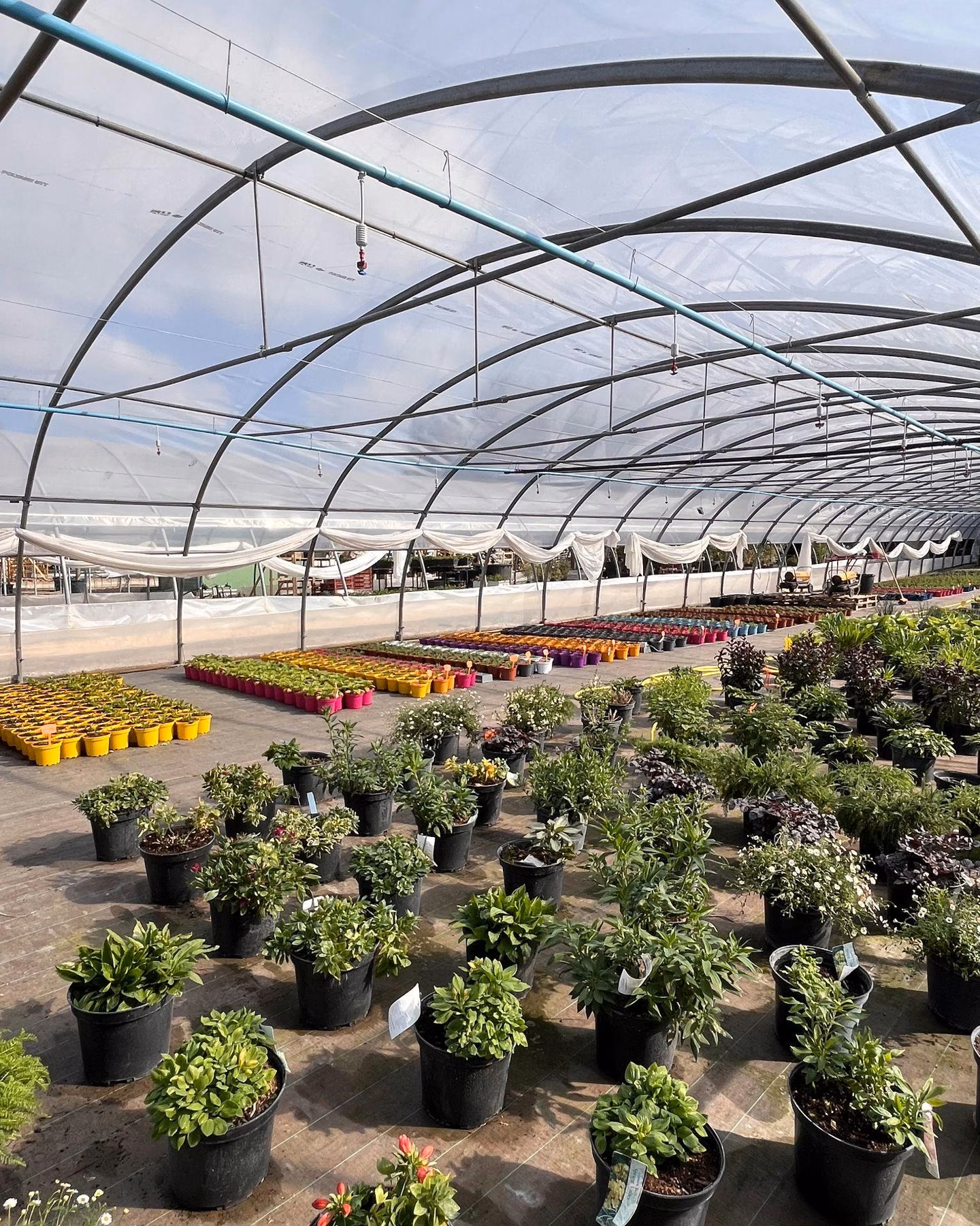Plants en pots sous une serre de production