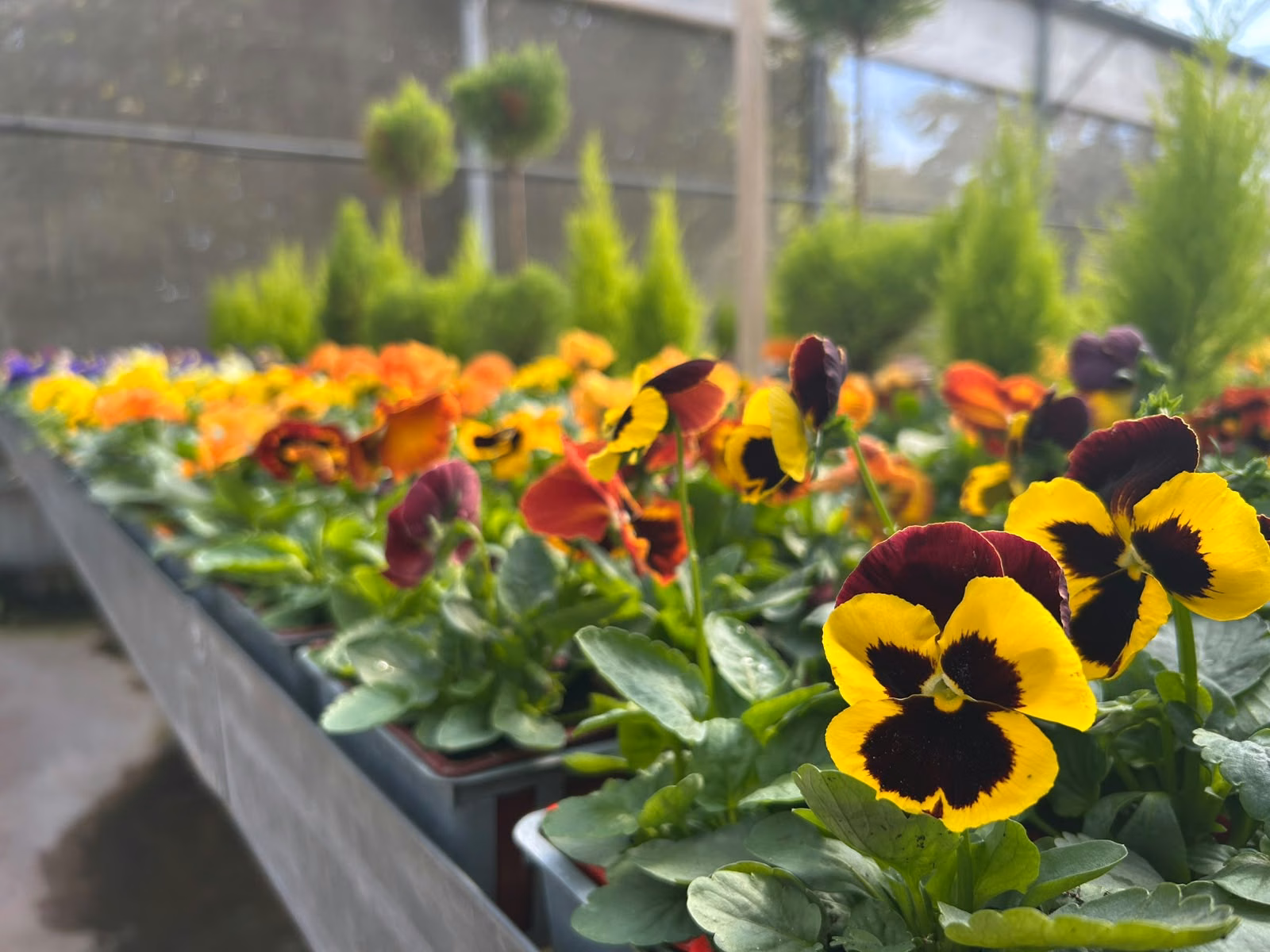 Plantes fleuries proposées à la vente