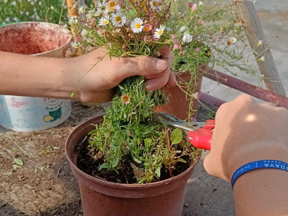 Entretien des plants en production