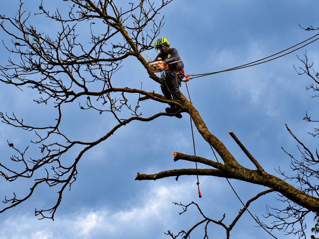Élagueur sur cordes dans un arbre