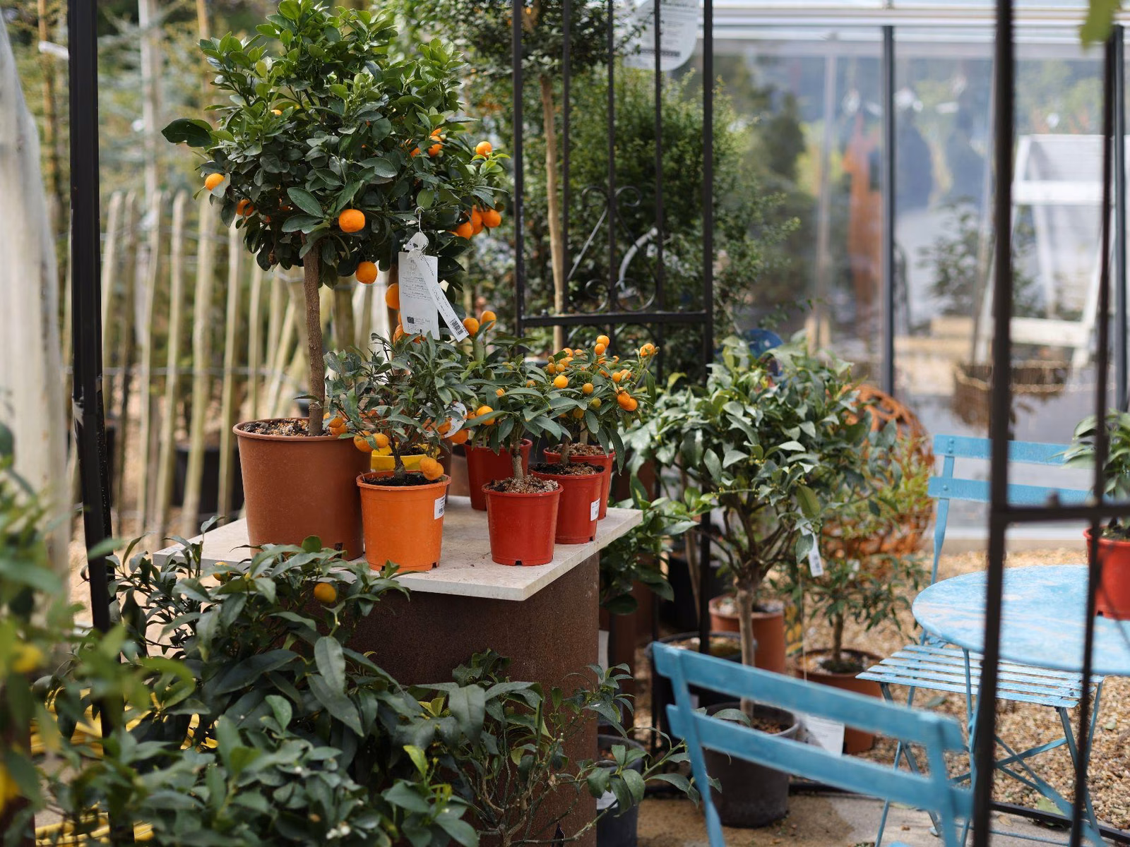 Agrumes en pots sous serre