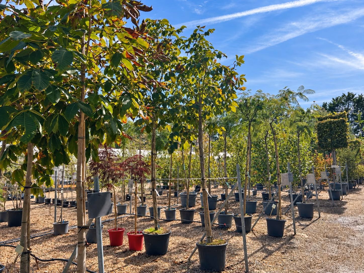 Arbres en pots alignés dans la pépinière