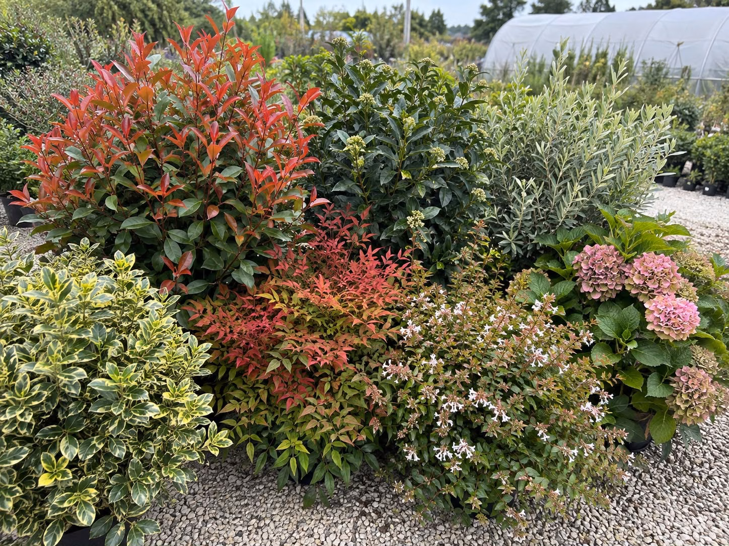 Massif d’arbustes aux feuillages verts et rouges