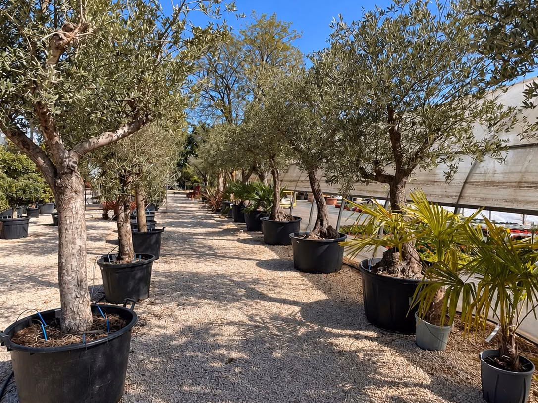 Oliviers en pots dans une allée de la pépinière