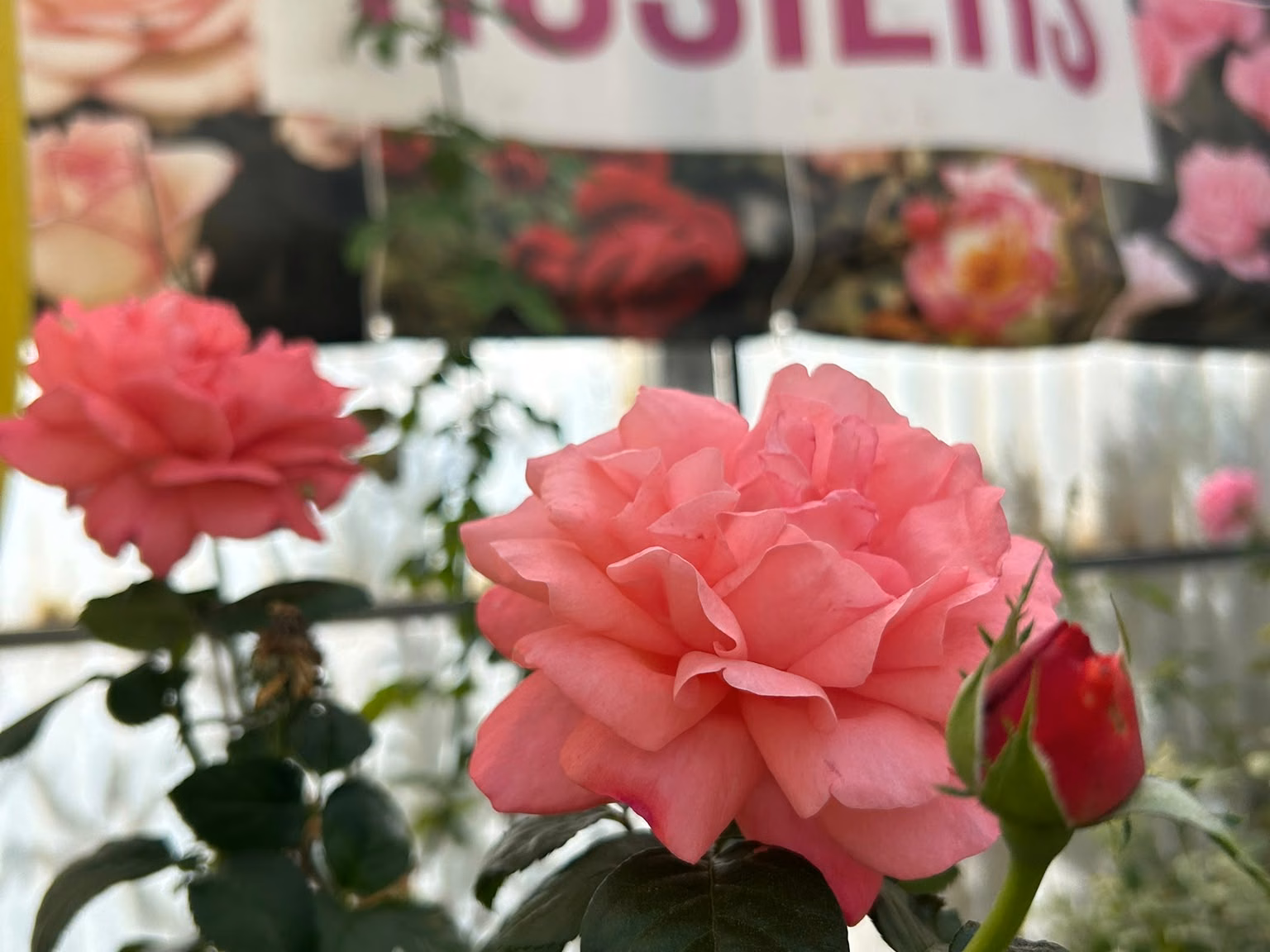 Rose rose dans l’espace rosiers