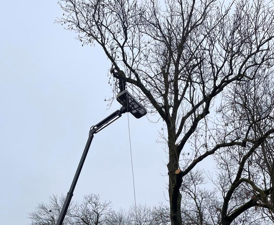 Intervention en hauteur dans un arbre